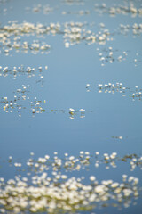 reflection of plants the in water, daisy, blur, copy space photo resource with background