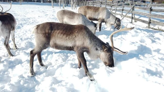Villaggio Sami a Kiruna in Svezia. La Lapponia con le renne e capanne