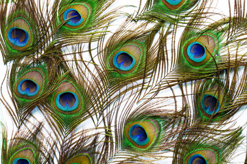 Fototapeta premium Macro peacock feathers on isolated white background,peacock feather isolated on a white background