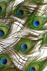 Fototapeta premium Macro peacock feathers on isolated white background,peacock feather isolated on a white background