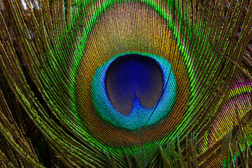 Fototapeta premium macro peacock feathers,Close up of a Peacock feather filling the frame