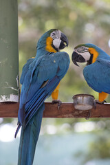 Guacamayo azul y amarillo / Blue-and-yellow macaw (Ara ararauna)