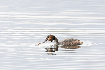 Close up of a foraging Grebe, Podiceps cristatus, with resisting prey young pike in the beak and beautiful spring colors surrounded by splashing water droplets and ripples in the water