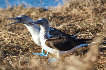 Bobo de patas azules / Blue-footed booby (Sula nebouxii)
