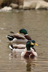 Anas platyrhynchos, three male ducks swim together on the water