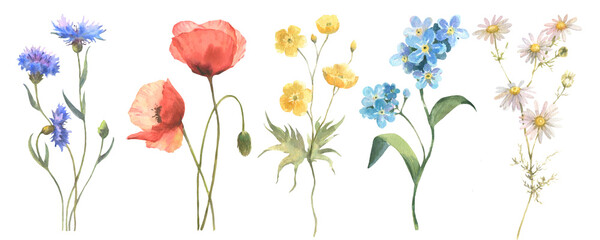 Beautiful floral set with watercolor hand drawn summer wild field flowers. Set of floral elements, watercolor botanical illustration isolated on white background