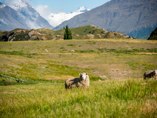 Sheep in mountains