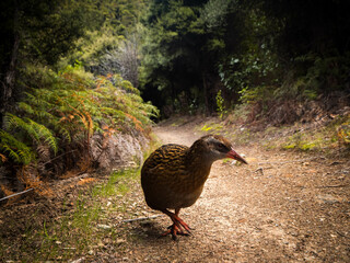 Flightless Bird