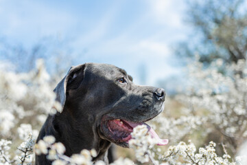 Eight years old Cane Corso as known as little mastiff or Italian mastiff posing for a photography  among blossomed bushes and other field flowers
