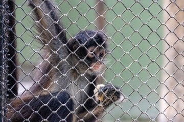 Mono araña comiendo / Geoffroy's spider monkey eating (Ateles geoffroyi)