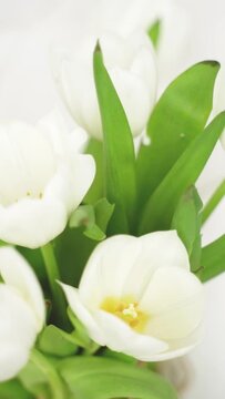 A vertical video of white tulips with green leaves and yellow stamen gently swaying on a sunny bright day