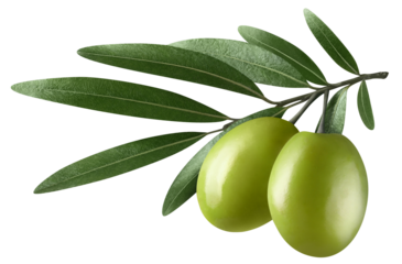 Olive branch with two delicious green olives, cut out