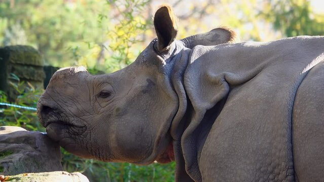 indian rhinoceros licks salt rock in natural habitat slow motion