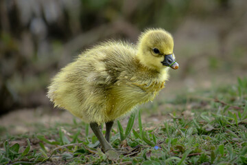 Kleines Osterküken