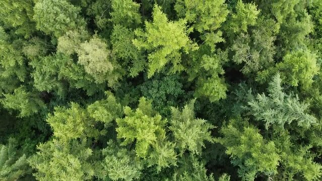 Forest trees crones aerial