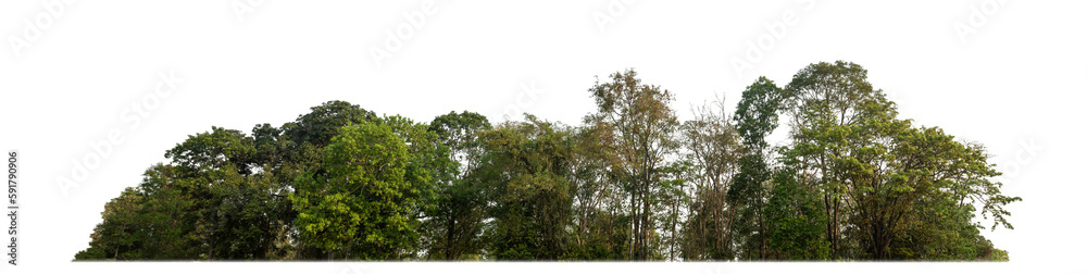 Aufkleber Green Trees on transparent background. are Forest and foliage in summer for both printing and web pages with cut path and alpha channel.