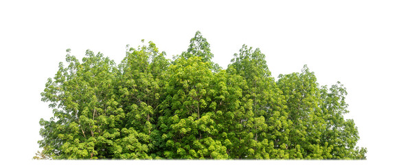 Green Trees on transparent background. are Forest and foliage in summer for both printing and web pages with cut path and alpha channel.