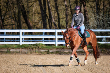 Horse quarter horse in the diagonal on the riding arena with rider at a trot, motif on the right in the picture..