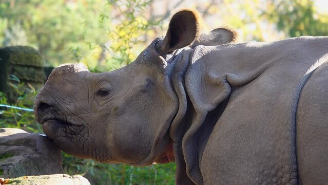 indian rhinoceros licks salt rock in natural habitat