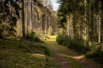 Fototapeta premium Wald Fichten Weg Pfad Sonnenschein