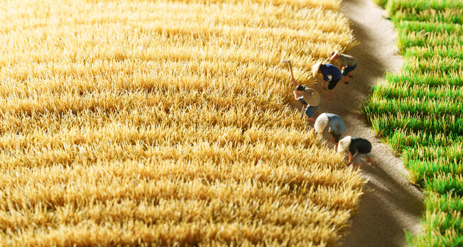 Farmers harvest wheat