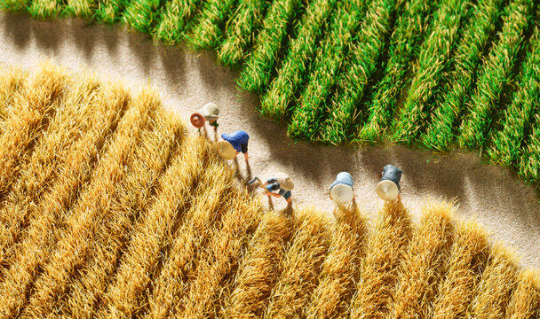 Farmers harvest wheat