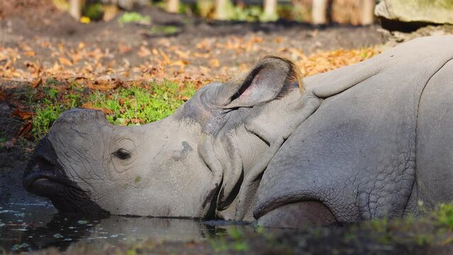 indian rhinoceros lies in cold water in hot weather