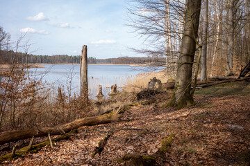 Waldsee Buchen Wald Natur Sonnenschein Herbstlaub