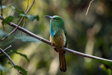 Blue-bearded bee-eater or Nyctyornis athertoni seen in Rongtong in West Bengal