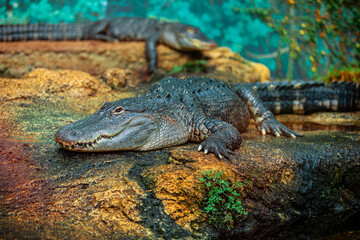american aligator on rocks
