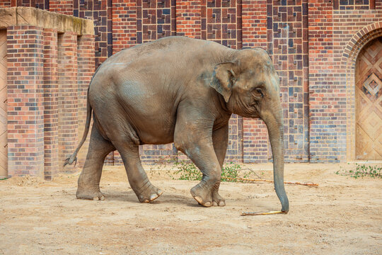 asian elefant in captivity