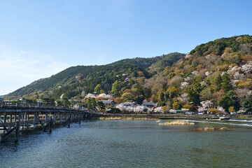 Fototapeta na wymiar 渡月橋と桜