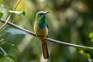 Blue-bearded bee-eater or Nyctyornis athertoni seen in Rongtong in West Bengal