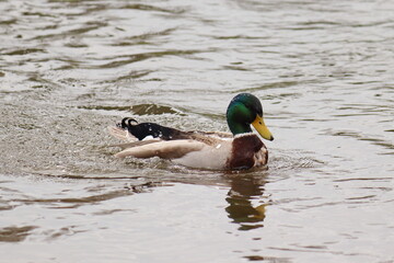 Anas platyrhynchos, a male duck swims in the water down the river