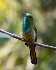 Blue-bearded bee-eater or Nyctyornis athertoni seen in Rongtong in West Bengal