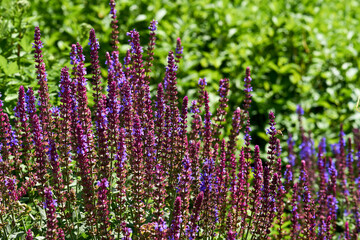 Naklejka premium Blue purple red sage salvia flowers in green summer spring garden park