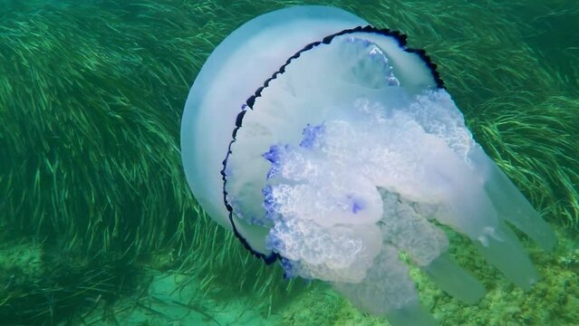 Jellyfish Rhizostoma octopus in Mediterranean Posidonia meadow