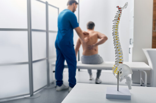 Anatomical model of spine on table in manual therapist's office. Adult man patient during spinal exam by physiotherapist on background, soft focus - Powered by Adobe