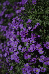 Fototapeta na wymiar purple aubrieta flowers in the garden