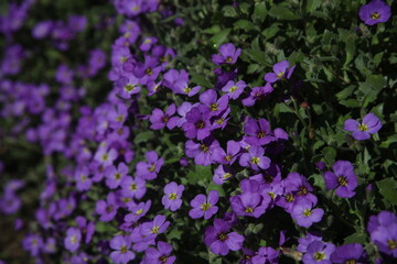 Aubrieta flowers in the garden