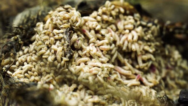 close-up shot of small maggots feasting upon a dead rabbit carcass