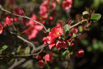 Fototapeta premium close up of Maule's quince blossom
