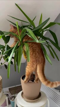 Red domestic cat gnaws green plant in pot.