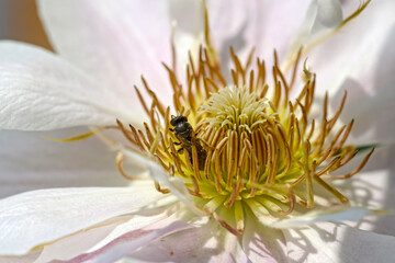 Closeup bright white flowers of Clematis creeper plant with insect.