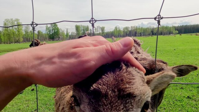 Close-up of hand gently petting an eating Soay lamb on a sunny day
