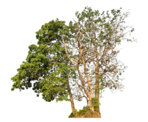 Green tree isolated on transparent background with clipping path, single tree with clipping path and alpha channel.