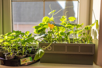 seedlings on windows at home. growing vegetables at home.