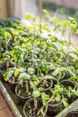 seedlings on windows at home. growing vegetables at home.