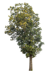 Green tree isolated on transparent background with clipping path, single tree with clipping path and alpha channel.