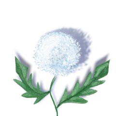 white flower on white background